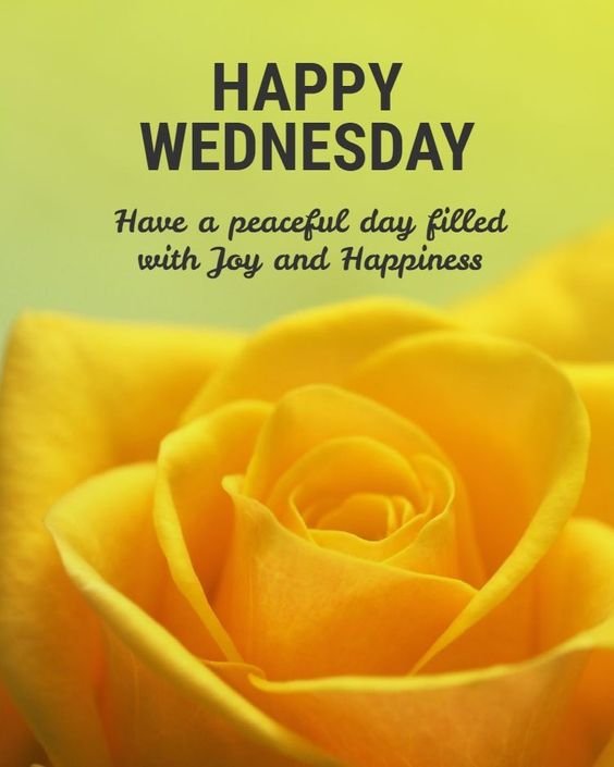 Happy Wednesday Images With Yellow Rose